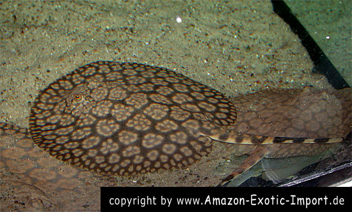 Potamotrygon schroederi